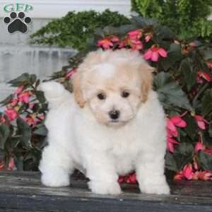 Kiara, Havapoo Puppy